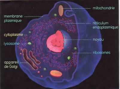 cellule animal