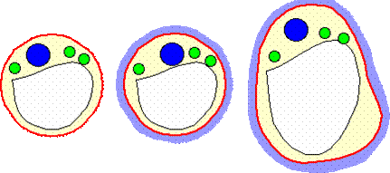 schéma protoplaste