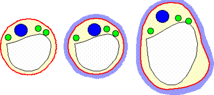 schma protoplaste