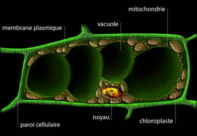 La cellule végétale