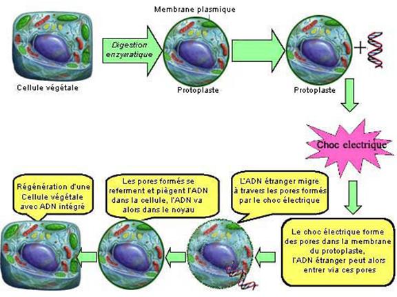 Figure extraite de chimie-sup.fr