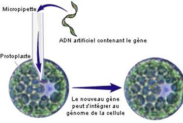 Figure extraite de chimie-sup.fr