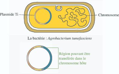 Figure extraite de chimie-sup.fr