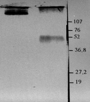 Figure extraite de chimie-sup.fr