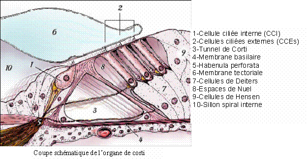 Figure extraite de chimie-sup.fr